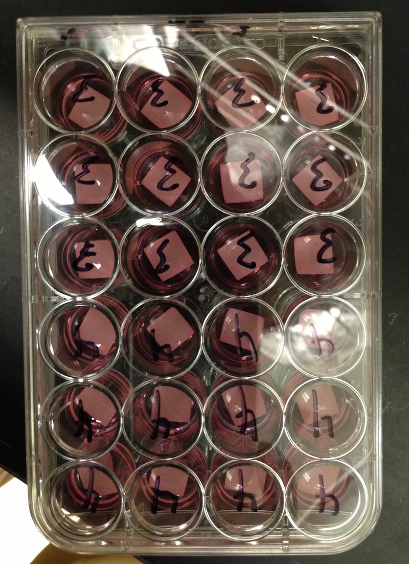 atp assay mesenchymal stem cells